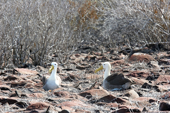 Albatros des Galápagos Phoebastria irrorata, endémique - Isla Española