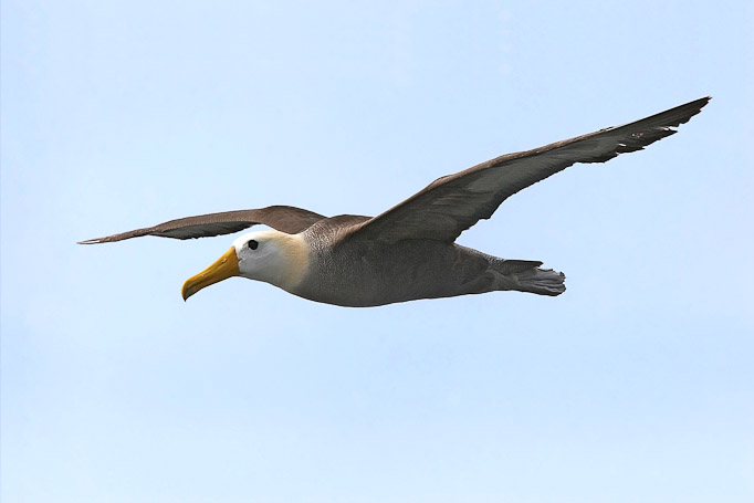 Albatros des Galápagos Phoebastria irrorata, endémique - Isla Española