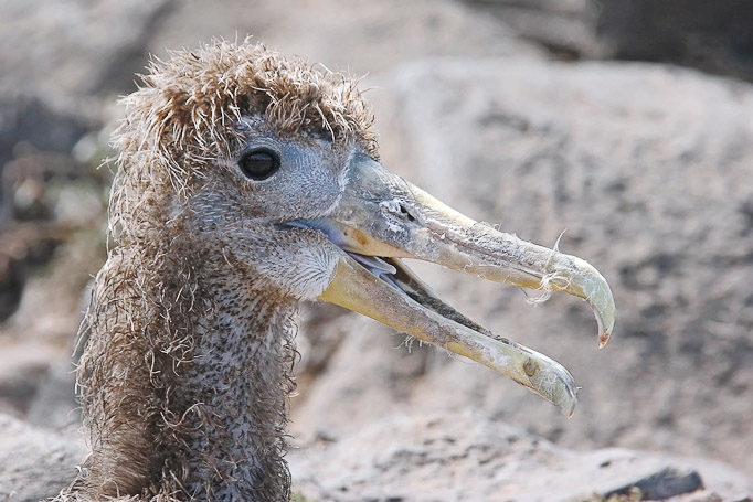 Albatros des Galápagos Phoebastria irrorata, endémique - Isla Española