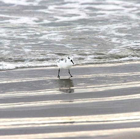 Bécasseau sanderling Calidris alba - Isla Isabela