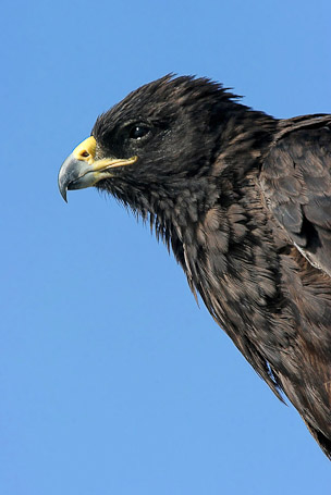 Buse des Galápagos Buteo galapagoensis, endémique - Isla Española