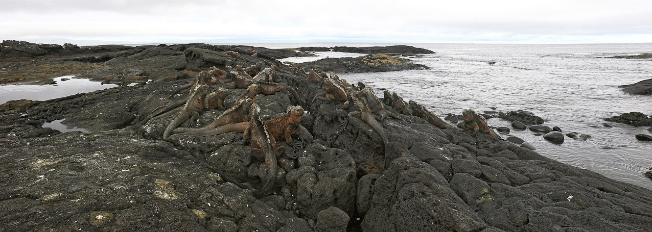 Colonie d'iguanes marins Amblyrhynchus cristatus, endémique - Isla Santiago