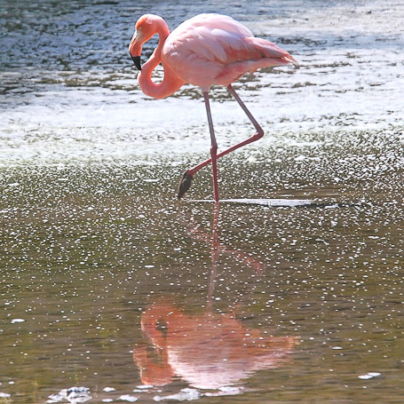 Flamant des Caraïbes Phoenicopterus ruber - Isla Isabela