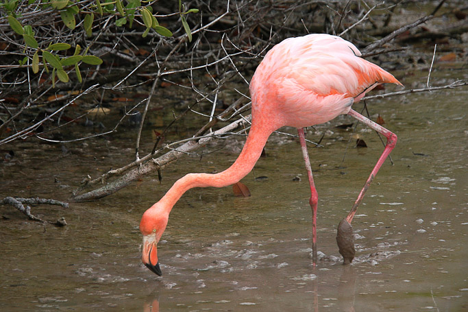 Flamant des Caraïbes Phoenicopterus ruber - Isla Isabela