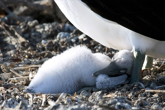 Fou de Nazca Sula granti dactylacra, endémique - Isla Genovesa