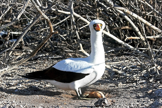 Fou de Nazca Sula granti dactylacra, endémique - Isla Genovesa