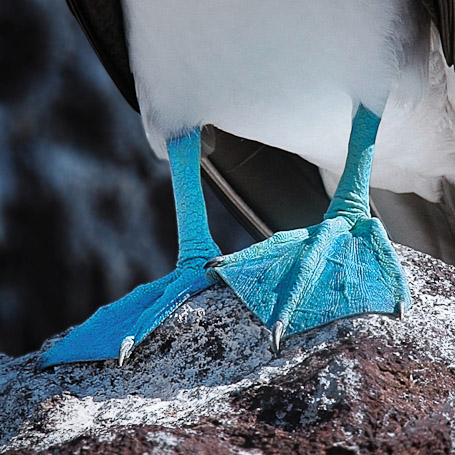 Fou à pattes bleues Sula nebouxii excisa, endémique - Isla Seymour Norte