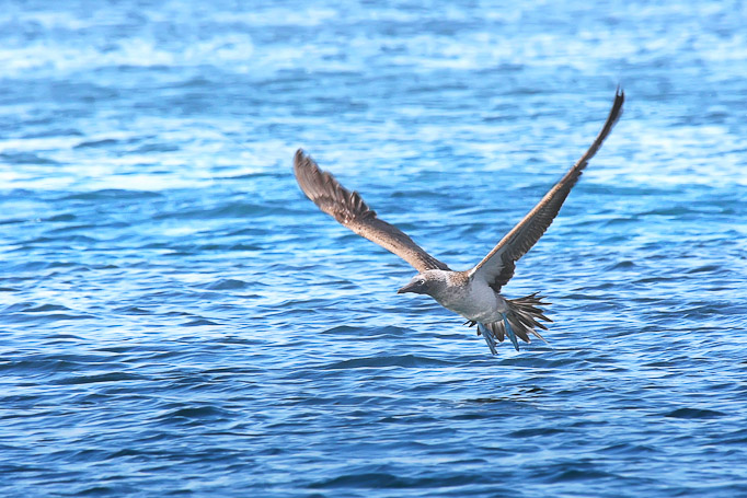 Fou à pattes bleues Sula nebouxii excisa, endémique - Isla Rabida