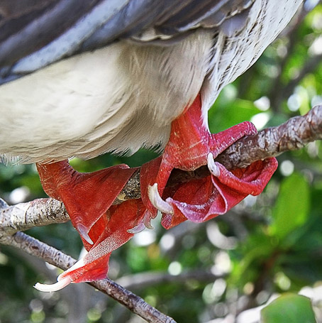 Fou à pattes rouges Sula Sula, endémique - Isla Genovesa