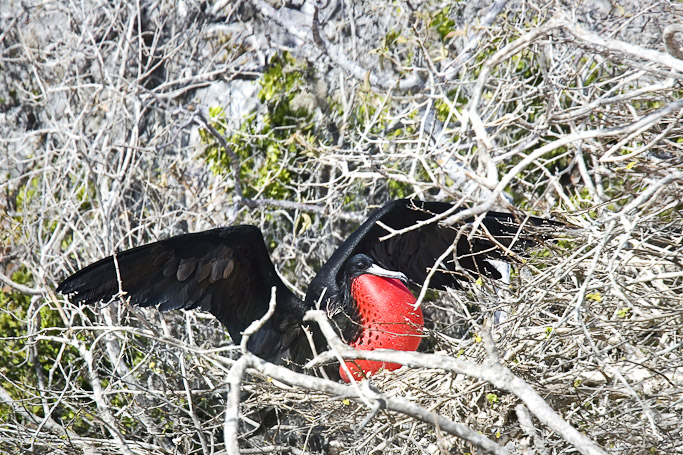 Frégate du Pacifique Fregata minor - Isla Seymour Norte