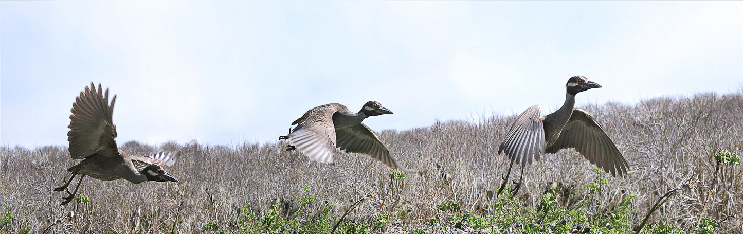 Héron de nuit à couronne jaune Nyctanassa violacea pauper, endémique - Isla Genovesa