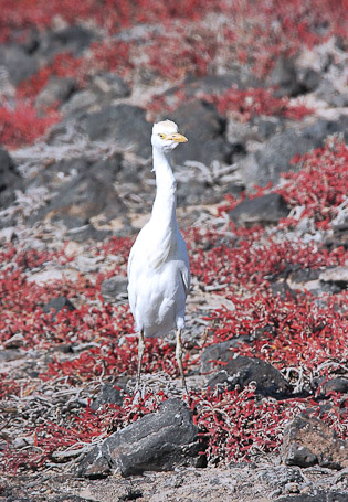 Héron garde-boeufs Bubulcus Ibis - Isla Plaza Sur