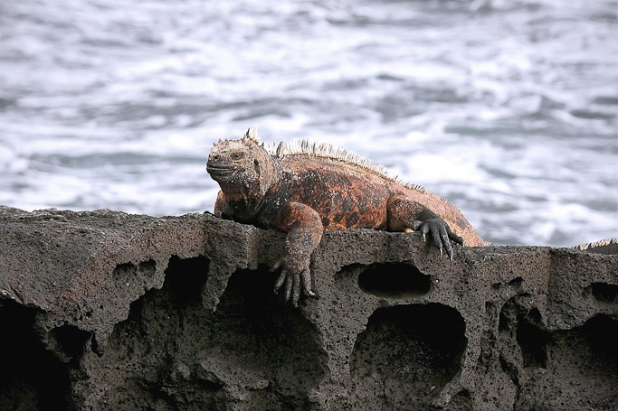 Iguane marin Amblyrhynchus cristatus, endémique - Isla Santiago