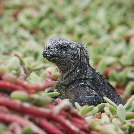 Iguane marin Amblyrhynchus cristatus, endémique - Isla Isabela