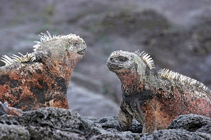 Iguane marin Amblyrhynchus cristatus, endémique - Isla Santiago