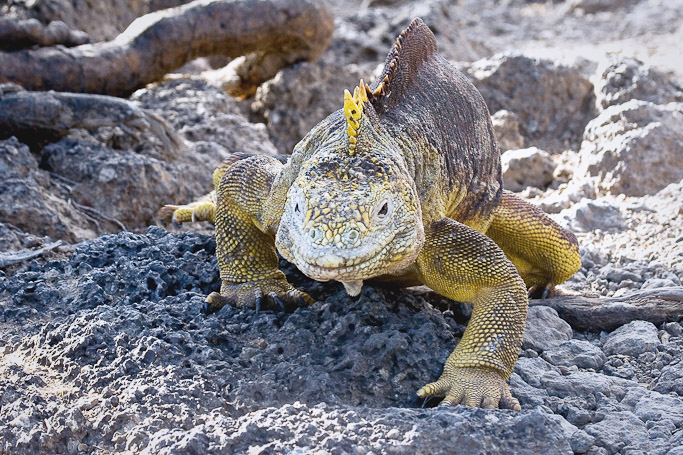 Iguane terrestre Conolophus subcristatus, endémique - Isla Plaza Sur