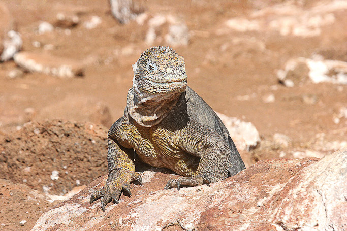 Iguane terrestre Conolophus subcristatus, endémique - Isla Seymour Norte