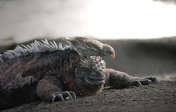 Iguanes marins Amblyrhynchus cristatus, endémique - Isla Isabela