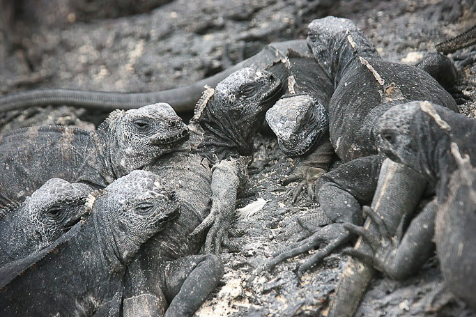 Iguanes marins Amblyrhynchus cristatus, endémique - Isla Isabela