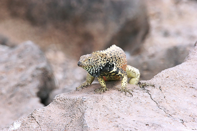 Lézard de lave Micropholus delanosis, endémique - Isla Española