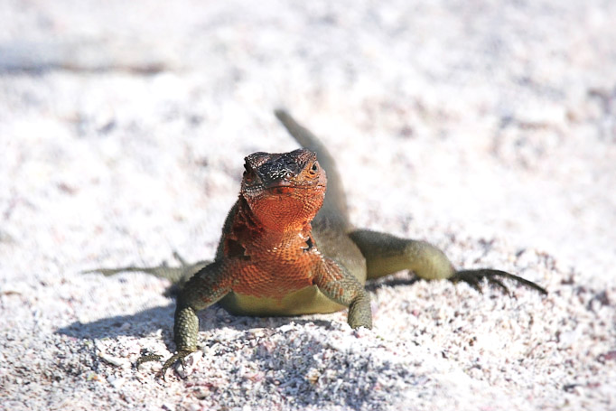 Lézard de lave Micropholus grayii, endémique - Isla Española