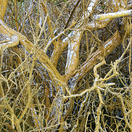 Lichens - Isla Isabela