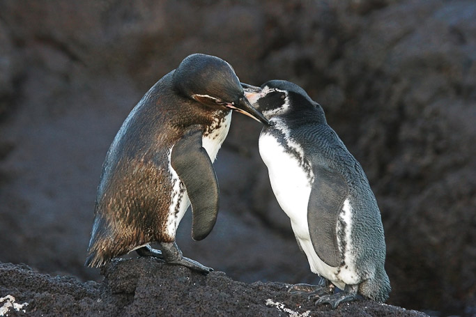 Manchot des Galápagos Spheniscus mendiculus Sundevall - Isla Bartolomé