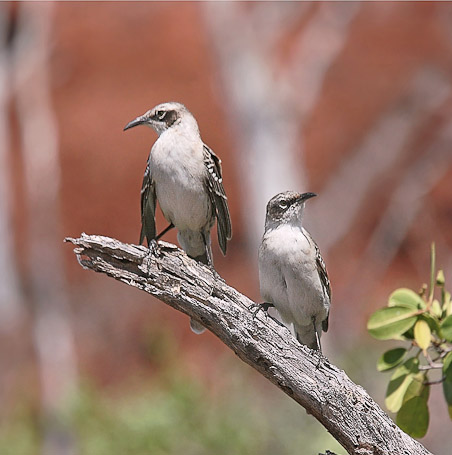 Moqueurs Mimus parvulus, endémique - Isla Rabida