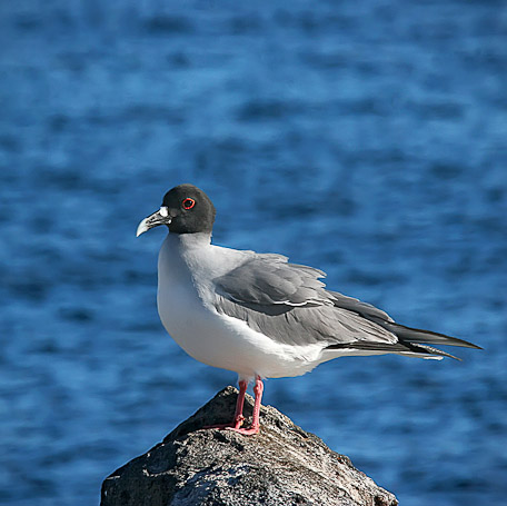 Mouette à queue fourchue Creagrus furcatus, endémique - Isla Sombrero Chino