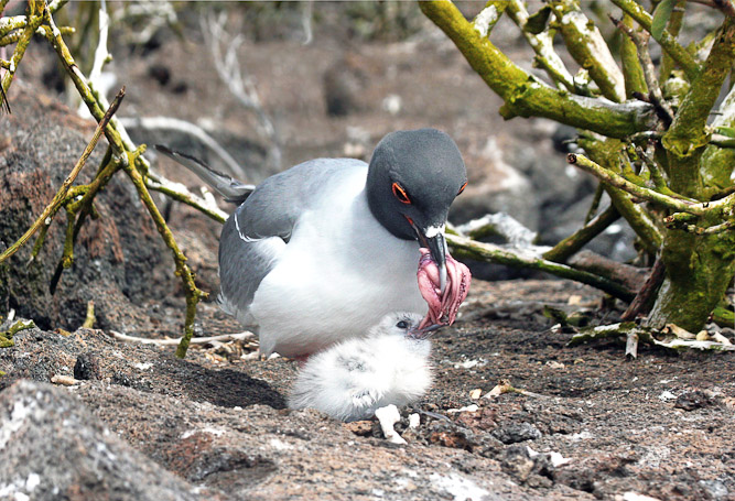 Mouette à queue fourchue Creagrus furcatus, endémique - Isla Genovesa