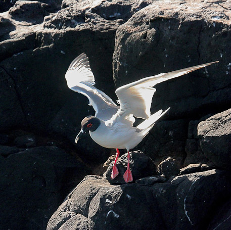 Mouette à queue fourchue Creagrus furcatus, endémique - Isla Plaza Sur