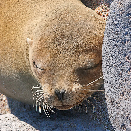 Otarie des Galápagos Zalophus wollebaeki, endémique - Isla Seymour Norte