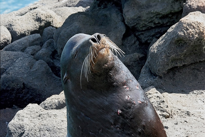 Otarie à fourrure des Galápagos Arctocephalus galapagoensis, endémique - Isla Seymour Norte