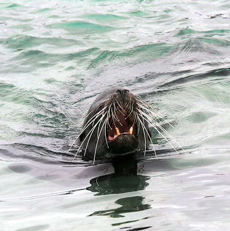 Otarie à fourrure des Galápagos Arctocephalus galapagoensis, endémique - Isla Sombrero Chino