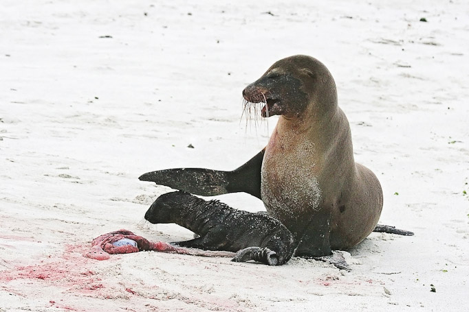 Otaries des Galápagos Zalophus wollebaeki, endémique - Isla Gardner