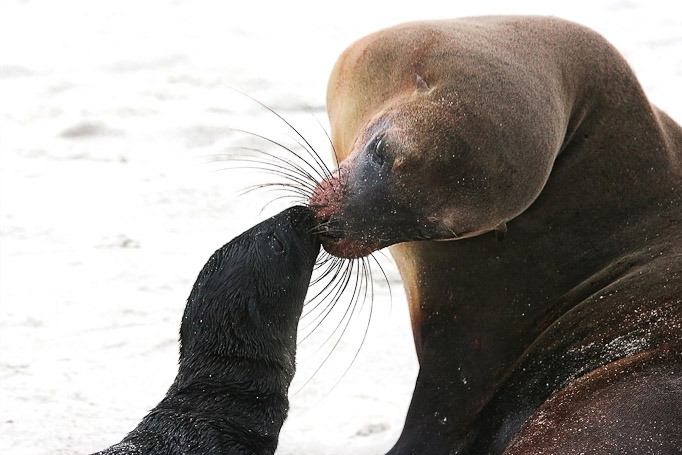 Otaries des Galápagos Zalophus wollebaeki, endémique - Isla Gardner