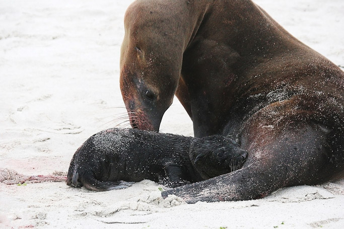 Otaries des Galápagos Zalophus wollebaeki, endémique - Isla Gardner