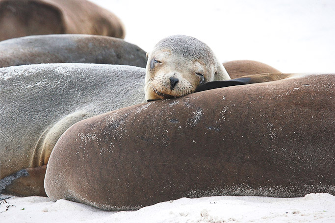 Otaries des Galápagos Zalophus wollebaeki, endémique - Isla Gardner