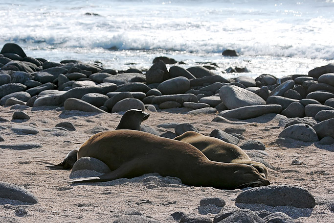 Otaries des Galápagos Zalophus wollebaeki, endémique - Isla Seymour Norte