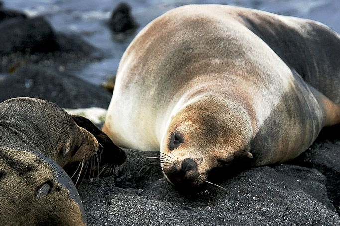 Otaries des Galápagos Zalophus wollebaeki, endémique - Isla Sombrero Chino