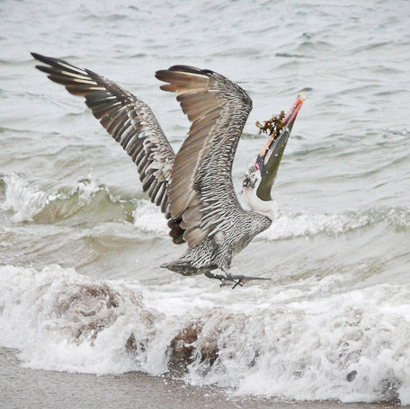 Pélican brun des Galápagos Pelecanus occidentalis urinator, endémique - Isla Bartolomé