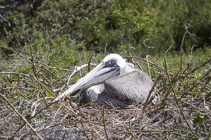 Pélican brun des Galápagos Pelecanus occidentalis urinator, endémique - Isla Rabida