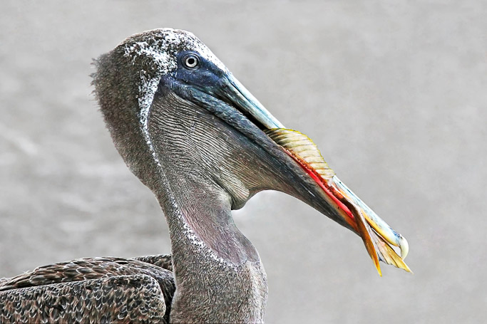 Pélican brun des Galápagos Pelecanus occidentalis urinator, endémique - Isla Santa Cruz