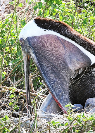 Pélican brun des Galápagos Pelecanus occidentalis urinator, endémique - Isla Rabida