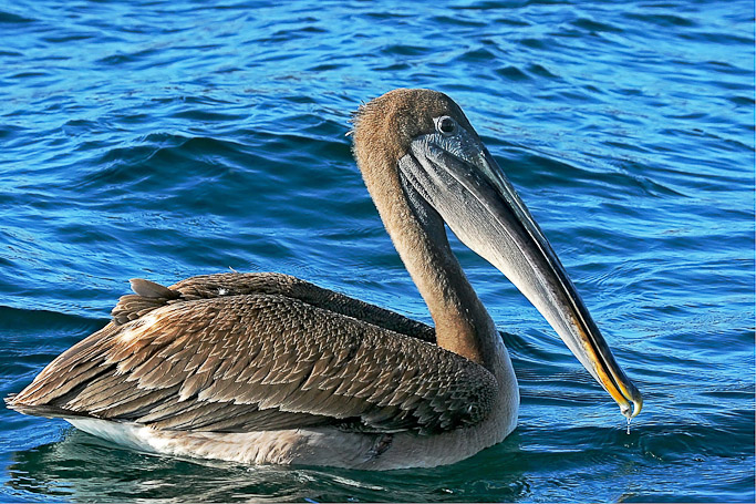 Pélican brun des Galápagos Pelecanus occidentalis urinator, endémique - Isla Sombrero Chino