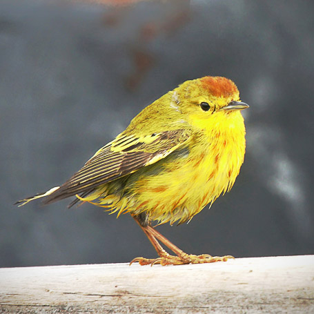 Paruline jaune Dendroica petechia aureola - Isla Isabela