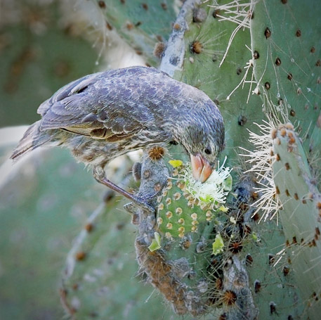 Pinson de Darwin Geospiza fuliginosa, endémique - Isla Genovesa