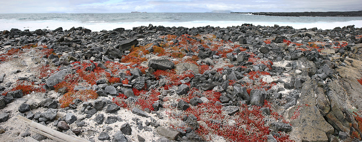 Plage de coraux - Isla Sombrero Chino