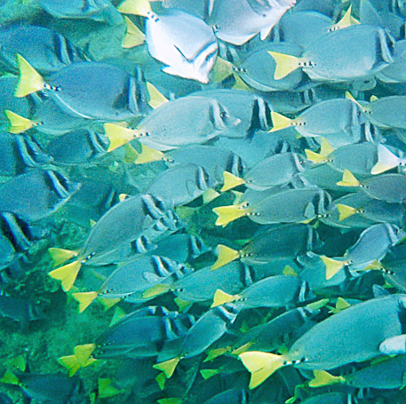 Poissons chirurgiens à queue jaune Prionurus punctatus - Isla Genovesa