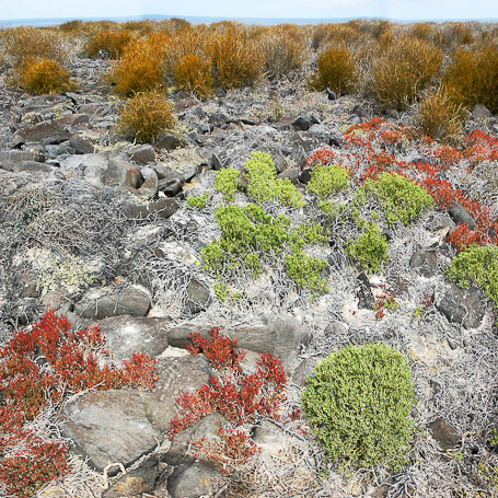 Roche volcanique - Punta Suarez, Isla Española